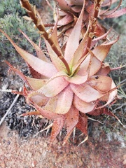 Aloe microstigma microstigma