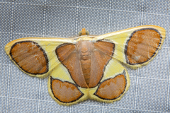 Plutodes cyclaria