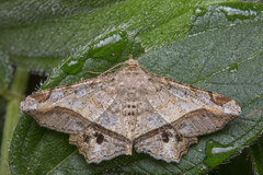 Chiasmia triangulata