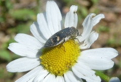 Acmaeoderella flavofasciata