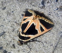 Xenogenes gloriosa