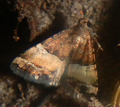 Pseudozarba orthopetes