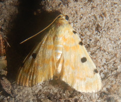 Notarcha