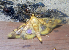 Prophantis