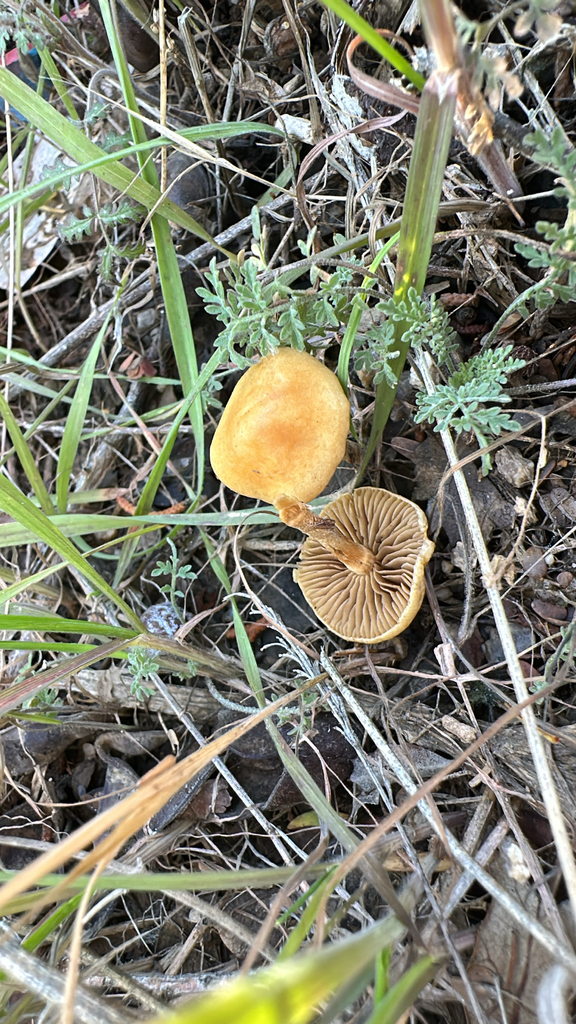 Agrocybe pediades · November 2025 · photo: © lostculture (iNaturalist, cc-by)