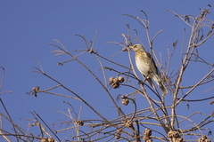 Turdus pilaris
