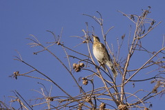 Turdus pilaris