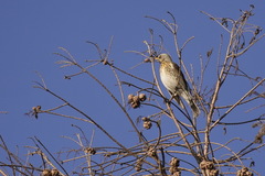 Turdus pilaris