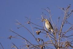 Turdus pilaris