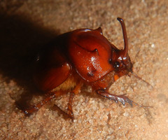 Blackburnium