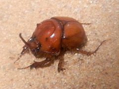 Blackburnium