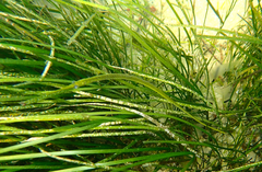 Stigmatopora nigra