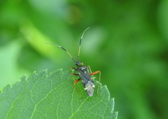 Closterotomus biclavatus
