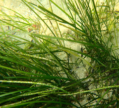 Stigmatopora nigra