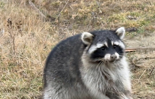 Common Raccoon