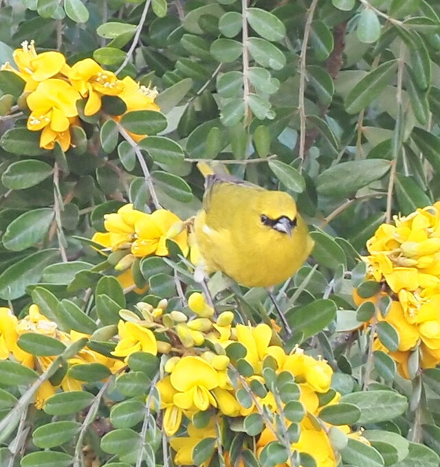 Hawaii Amakihi