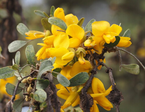 Mamani (Sophora chrysophylla)