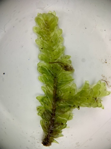 Undulate neckeropsis moss