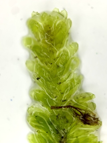 undulate neckeropsis moss (Neckeropsis undulata)