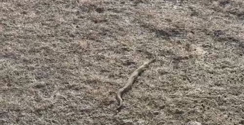 Prairie Rattlesnake
