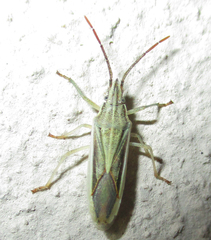 Mecidea prolixa