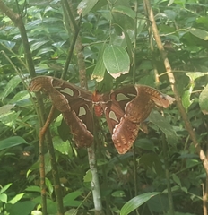 Attacus taprobanis