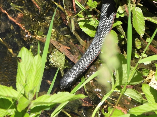 Red-bellied Black Snake sighting