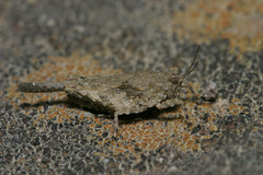 Paratettix cucullatus