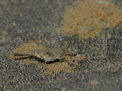 Paratettix cucullatus