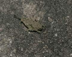 Paratettix cucullatus