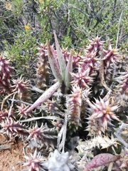 Quaqua mammillaris