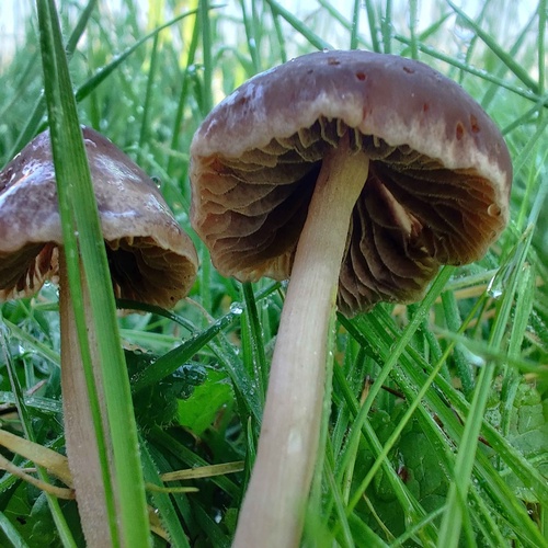 iNaturalist observation photo of Maroon Brittlestem