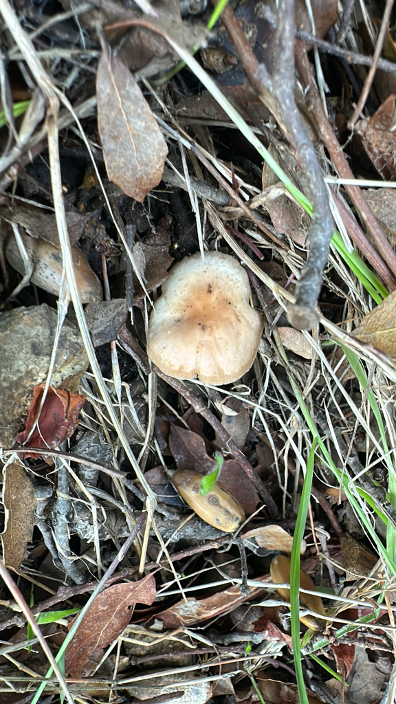 Gymnopus dryophilus · November 2025 · photo: © lostculture (iNaturalist, cc-by)