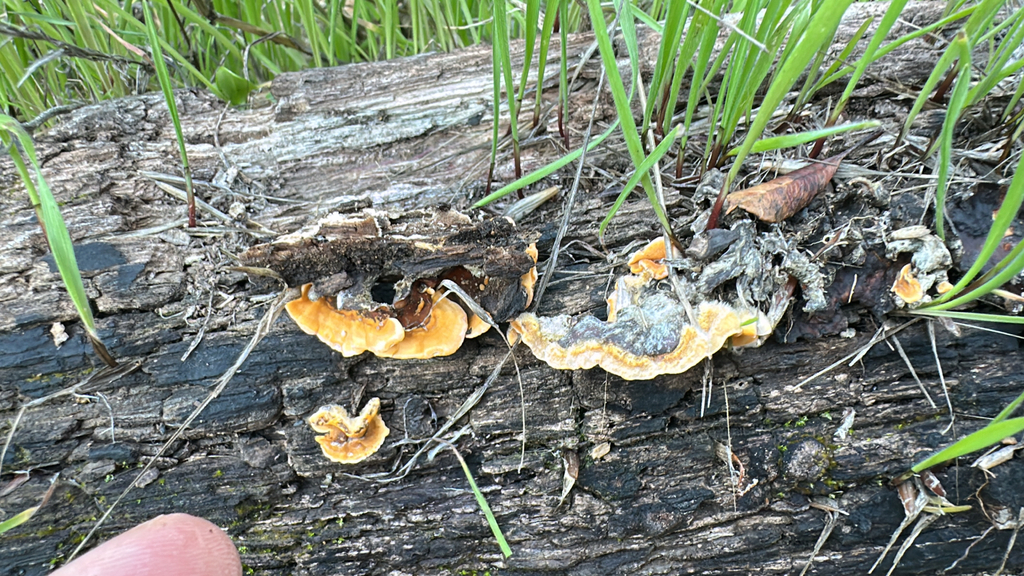 Stereum hirsutum