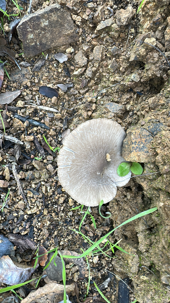 Coprinopsis uliginicola
