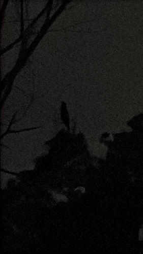 View observation of {o.common_name} on iNaturalist