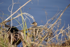 Tachybaptus ruficollis