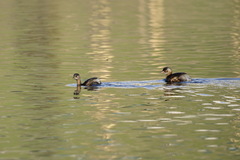 Tachybaptus ruficollis