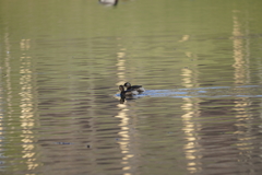 Tachybaptus ruficollis