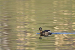 Tachybaptus ruficollis