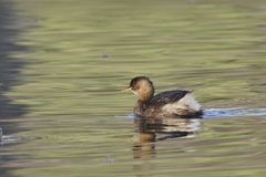 Tachybaptus ruficollis
