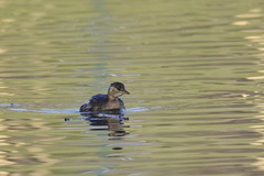 Tachybaptus ruficollis