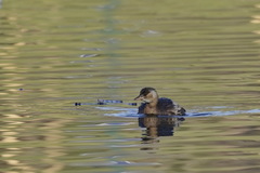 Tachybaptus ruficollis