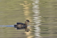 Tachybaptus ruficollis