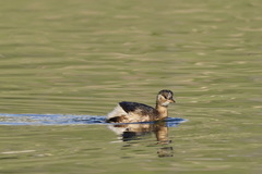 Tachybaptus ruficollis