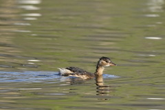 Tachybaptus ruficollis