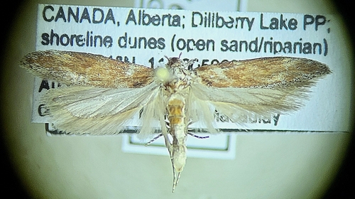 Gnorimoschema gallaeasterella