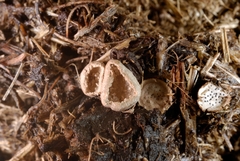 Poronia punctata
