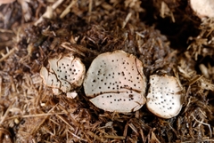 Poronia punctata