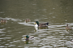 Anas platyrhynchos domesticus